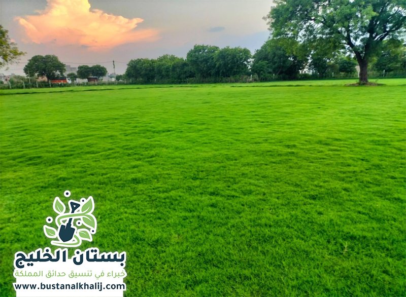 تركيب عشب طبيعي شرق الرياض