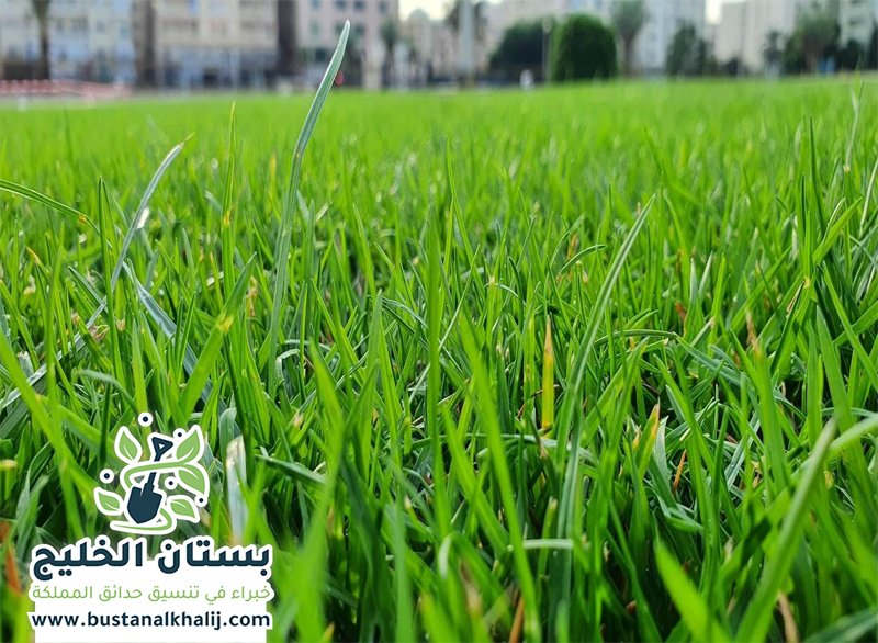 تركيب عشب طبيعي غرب الرياض