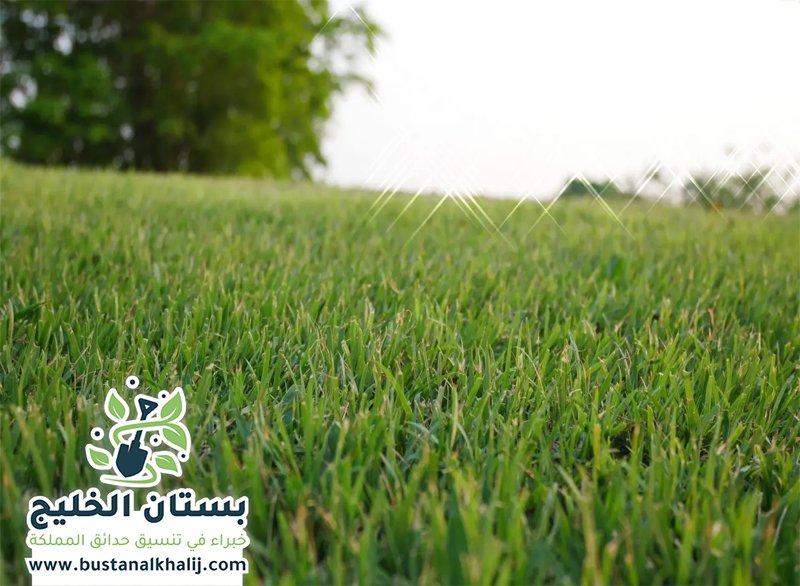 تركيب عشب طبيعي غرب الرياض