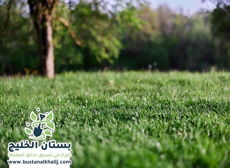 تركيب عشب طبيعي غرب الرياض