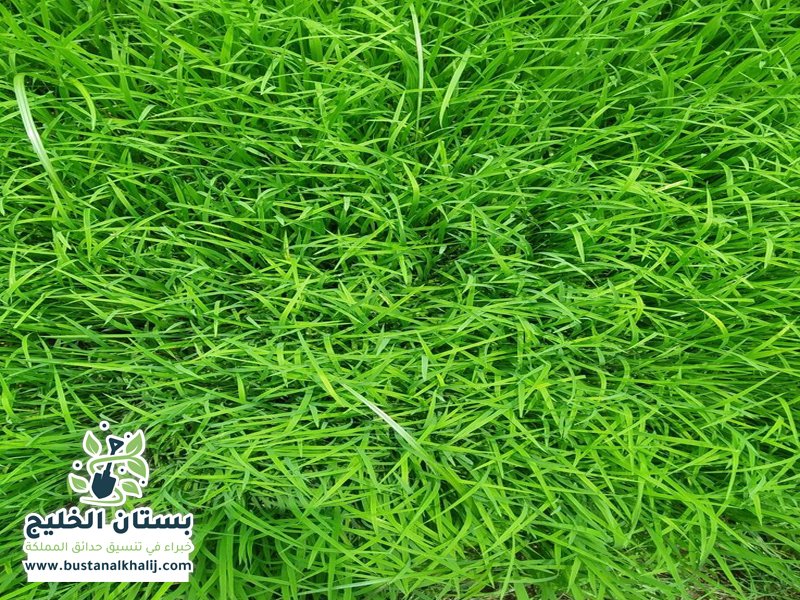 تركيب عشب حي الياسمين