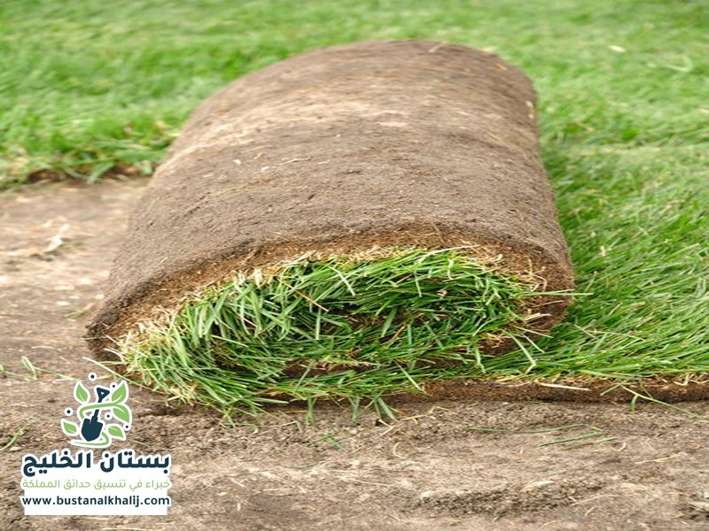 تركيب عشب حي الربيع