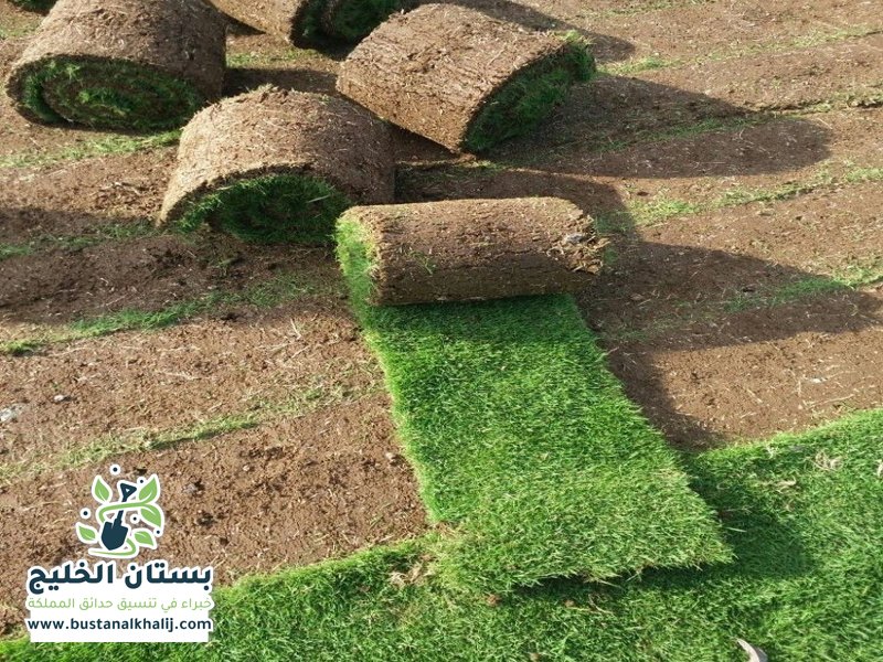 تركيب عشب حي العقيق